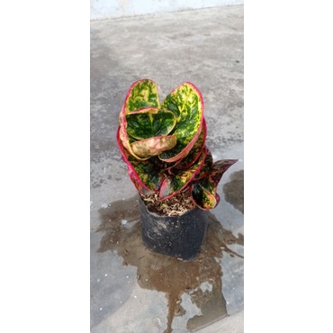 Bibit tanaman hias bunga puring apel ruby kediri