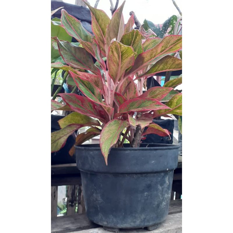 Bunga aglonema lipstick (siam aurora)