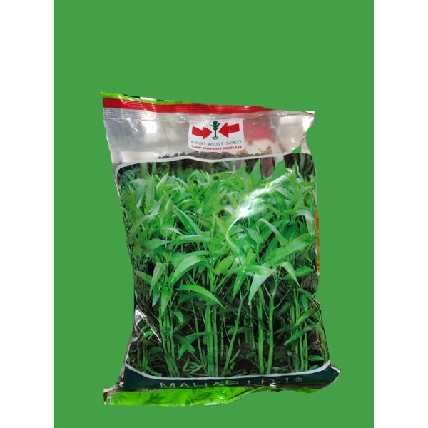 BENIH KANGKUNG