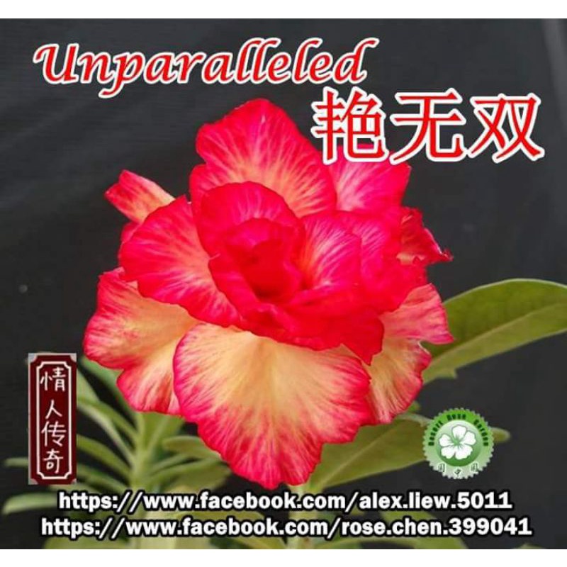 Adenium Bunga Tumpuk "Unparalleled"