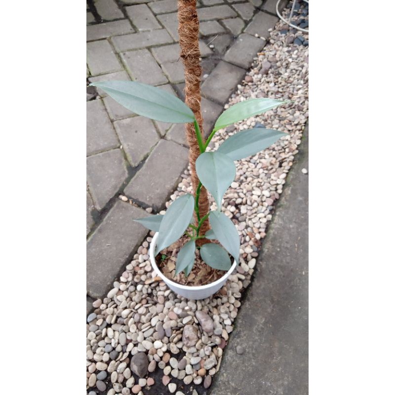 PHILODENDRON HASTATUM SILVER / SILVER SWORD