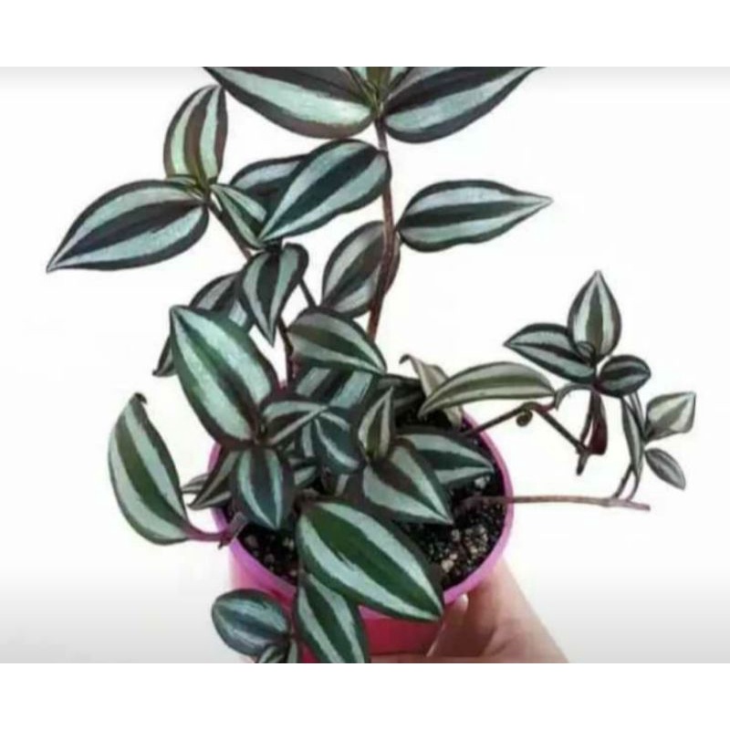 zebrina silver