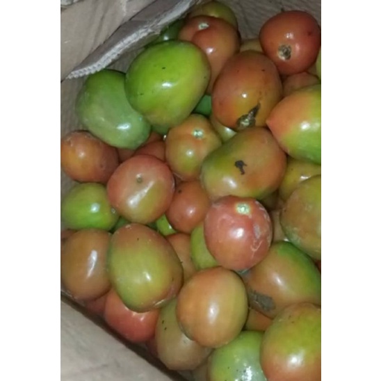 TOMAT 1 KG