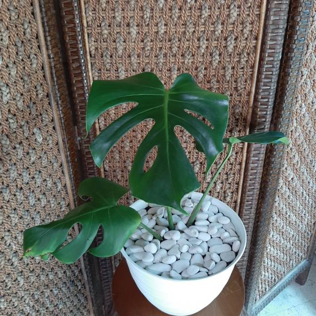 King Monstera