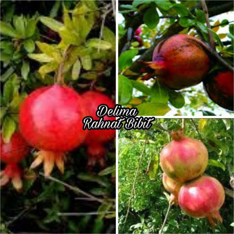 JU4L BIBIT BUAH DELIMA