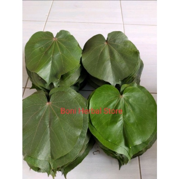 Daun Waru fresh 500gram