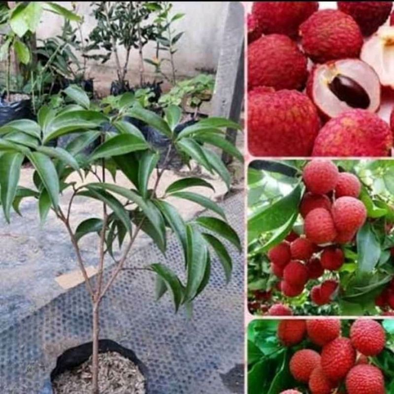 Bibit leci merah