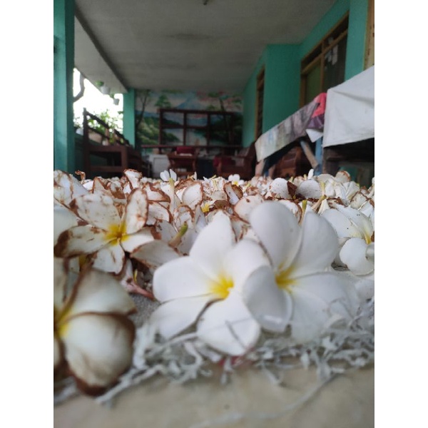 Bunga cempaka/kamboja kering 500gram