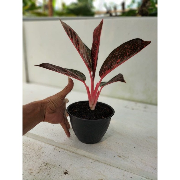 bunga tiara merah daun 5
