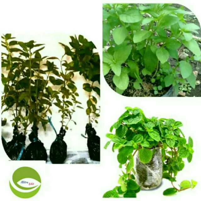 Bibit Tanaman Peppermint/Daun Mint/Menthol
