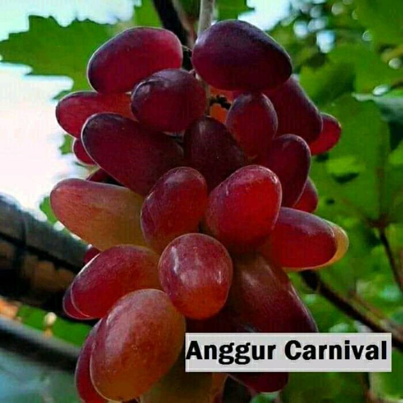 bibit anggur import crv