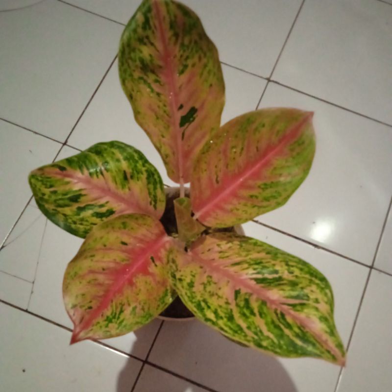 aglonema andini