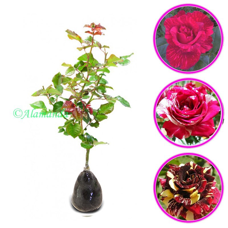 Paket Mawar Batik 3 pcs