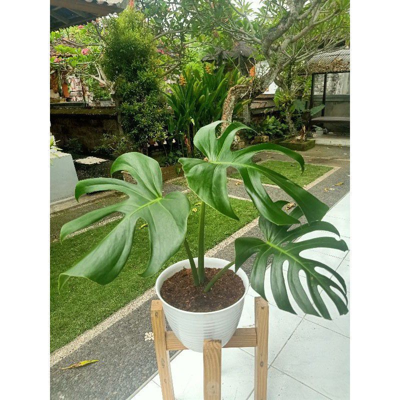 monstera deliciousa
