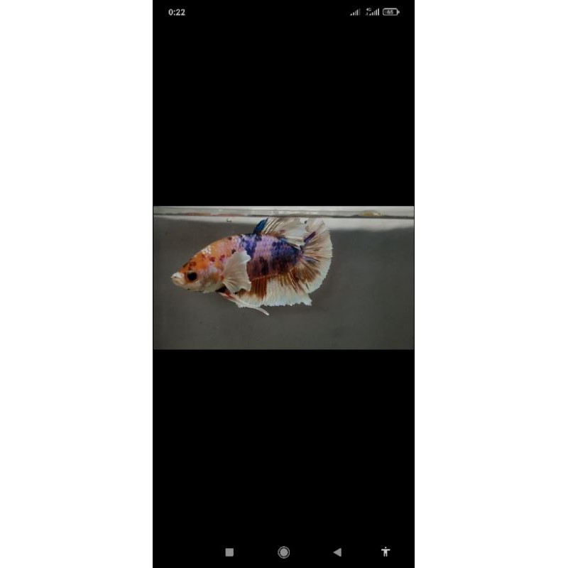 Dumbo Ear Multi