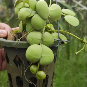 hoya jengkol dewasa