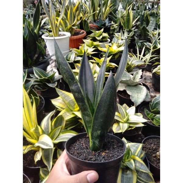 sansevieria green arrow