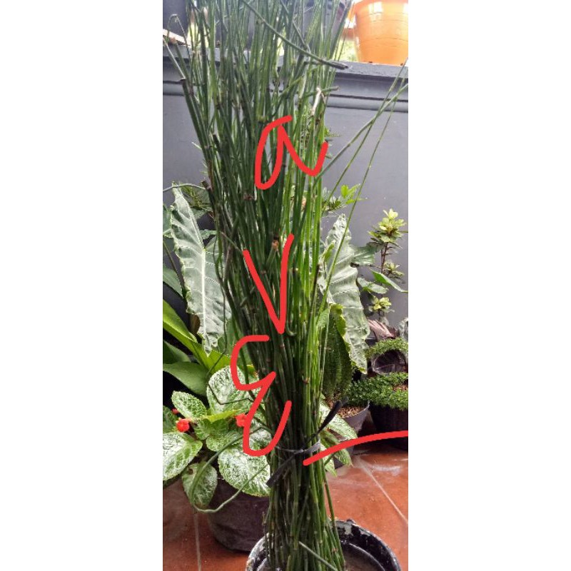 Bambu Hias air subur
