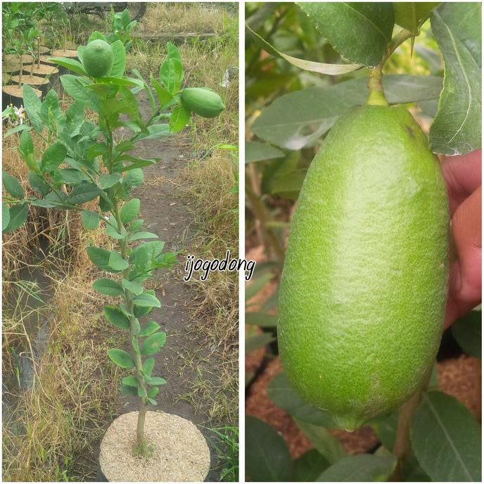 bibit jeruk lemon long Siap Berbuah