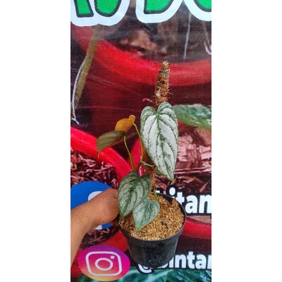 philodendron spenditanium