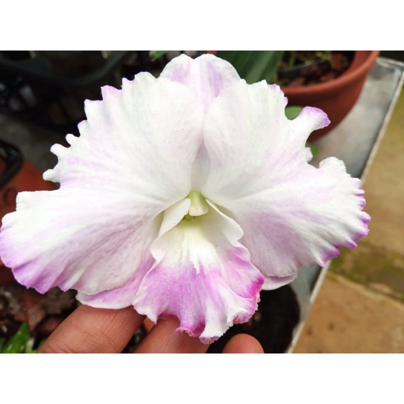 Dendrobium white comed