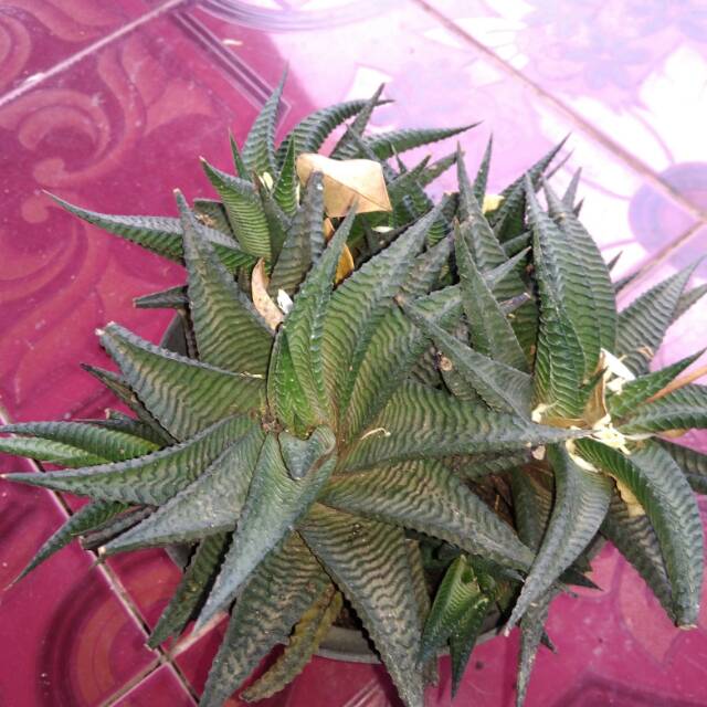 Bibit bunga lidah jin