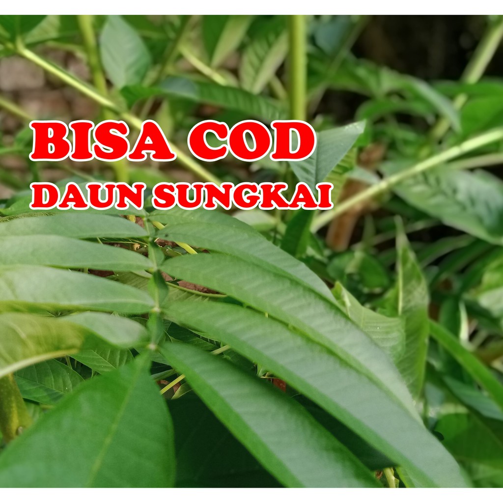 COD Daun Sungkai Sumatera 500 Gram