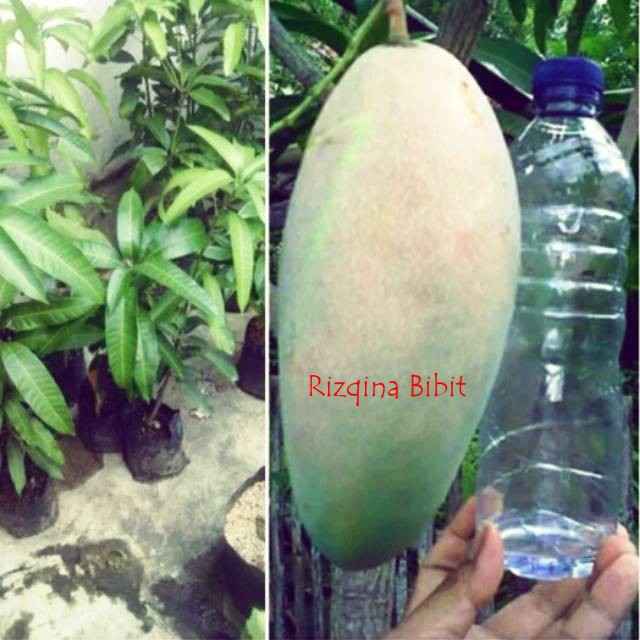 Bibit tanaman mangga kiojay