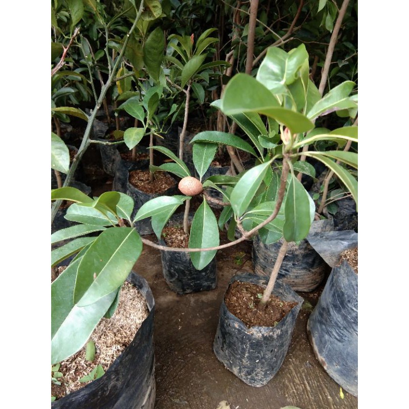 bibit sawo jumbo berbuah