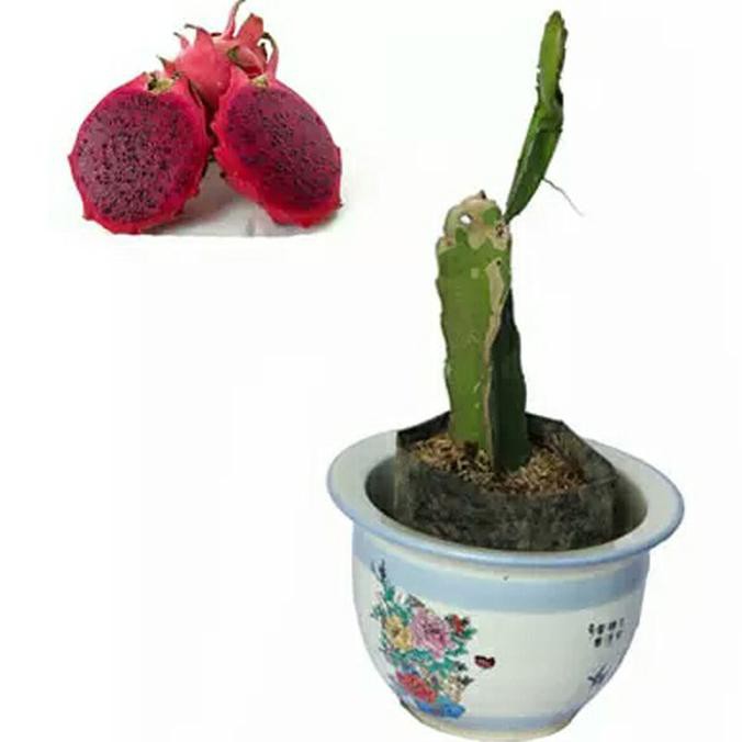 Bibit Buah naga super red