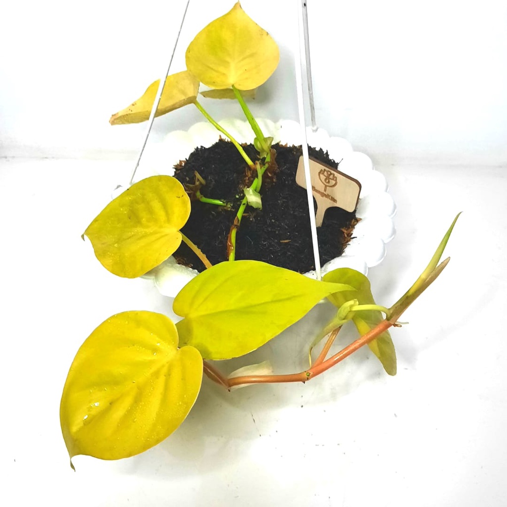 PHILODENDRON HEDERACEUM 'LEMON LIME'