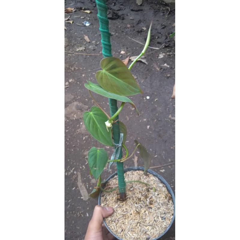 philodendron mican