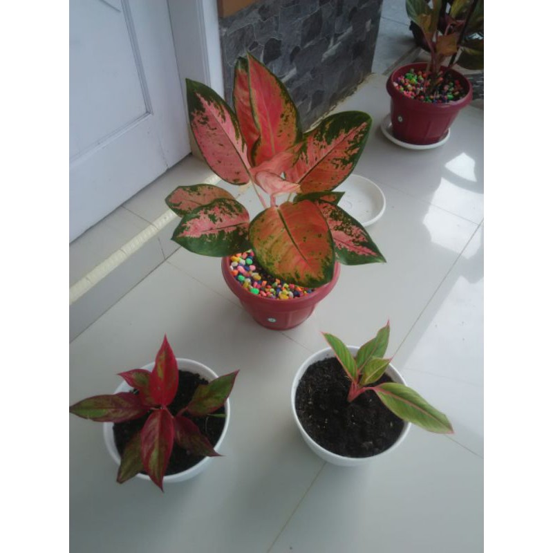 bunga hias aglonema