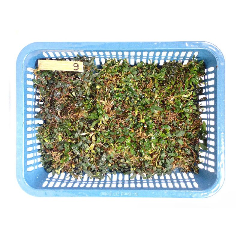 Mini Catherine Mix Bucephalandra
