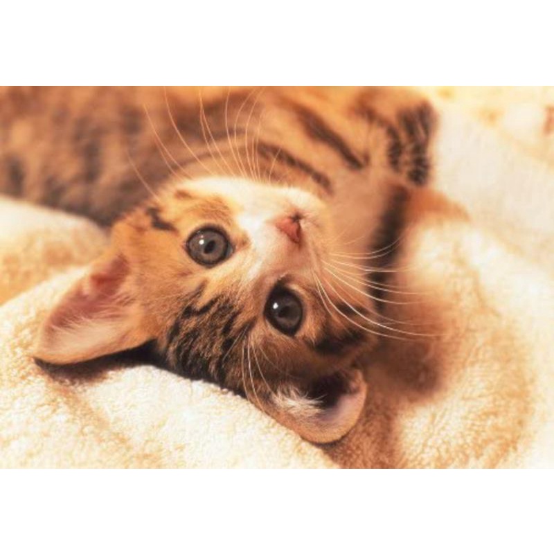 TOMAX Puzzle 300 pcs Kitten