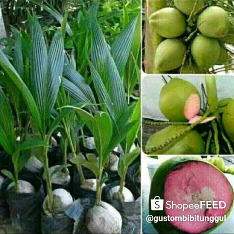 Bibit kelapa WULUNG