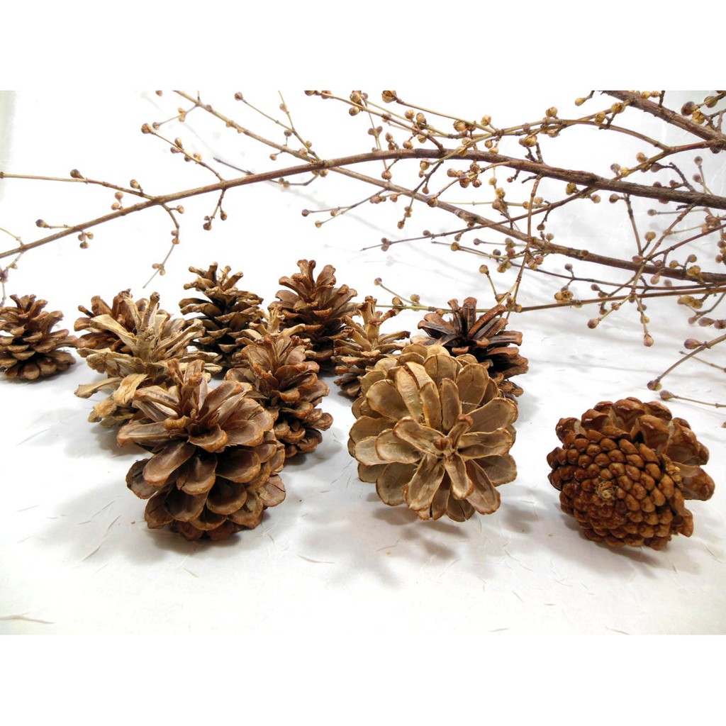 BUAH/BUNGA PINUS UNTUK DEKORASI RUSTIC