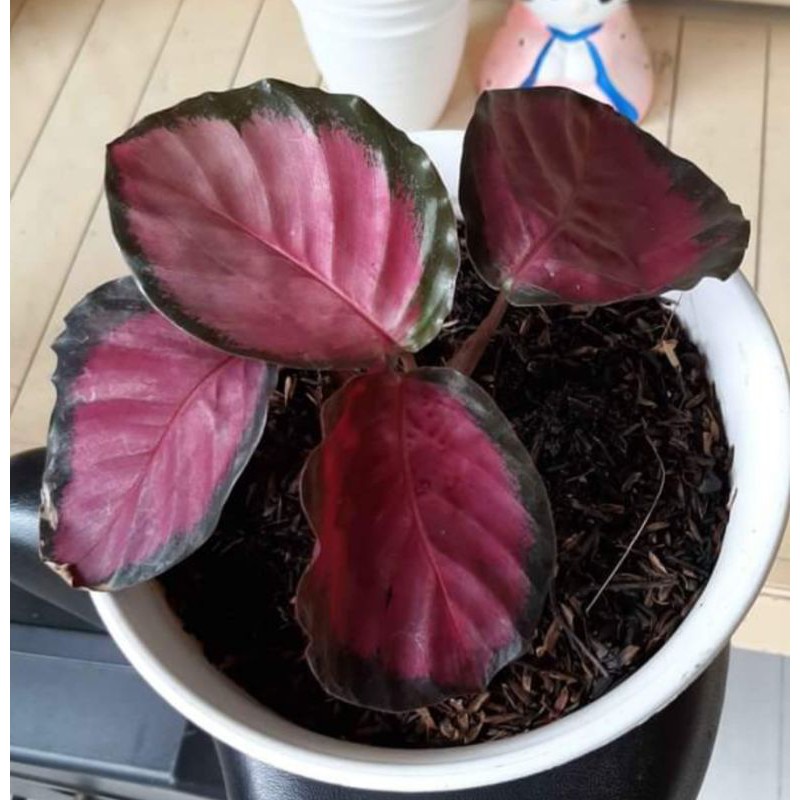 bunga calatea crimson daun 3-4