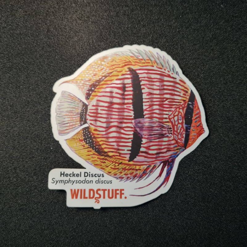STIKER IKAN DISCUS HECKELI