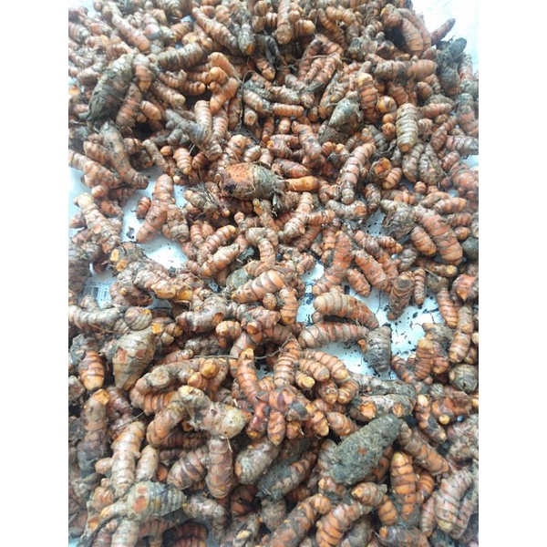 kunyit super besar - besar
