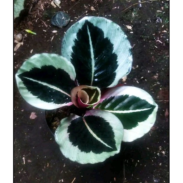 kalatea chyntia
