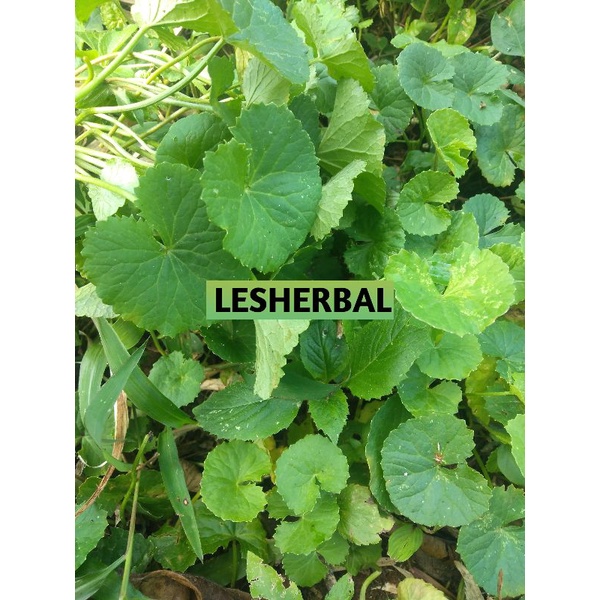 daun pegagan SEGAR 500gram