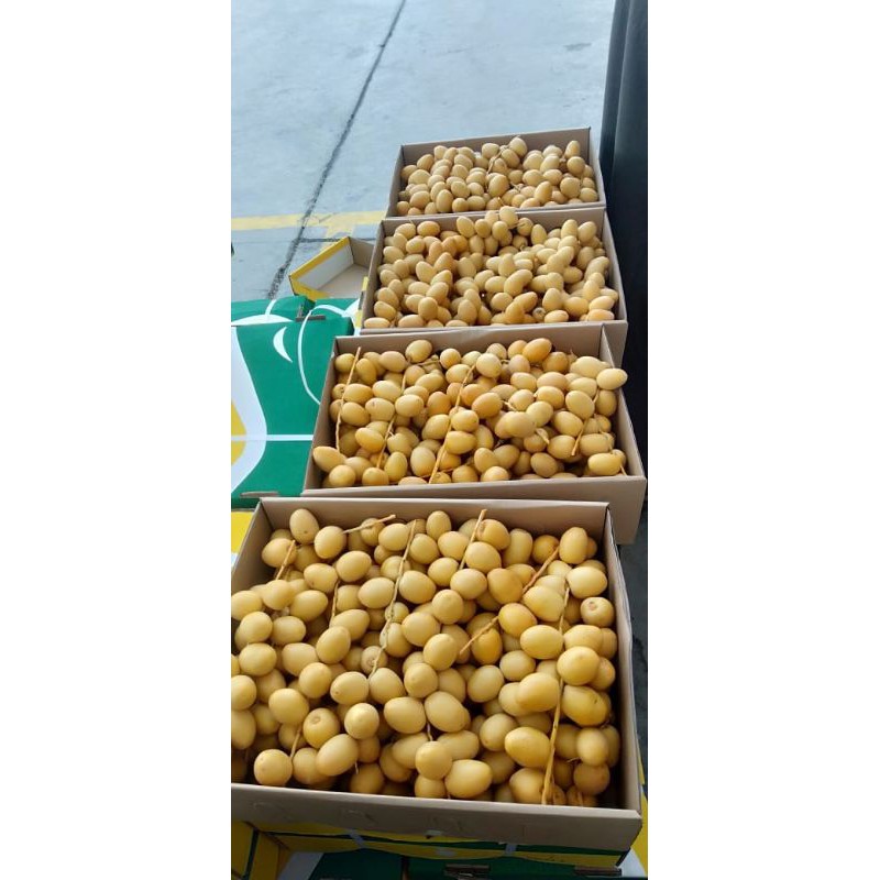 Kurma Muda Kuning Barhe Namibia