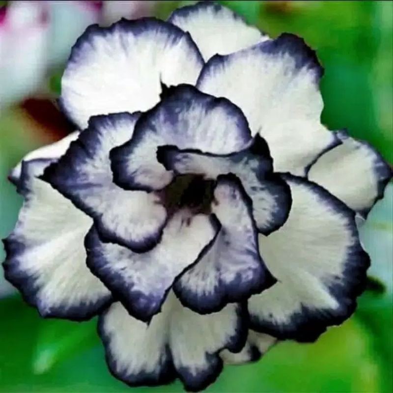 Bibit bunga kamboja/adenium rare mixed