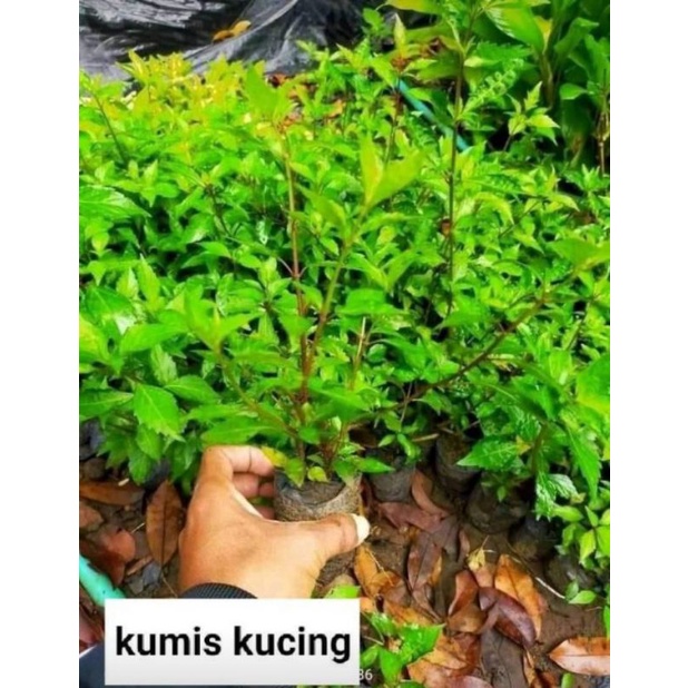 bibit kumis kucing herbal
