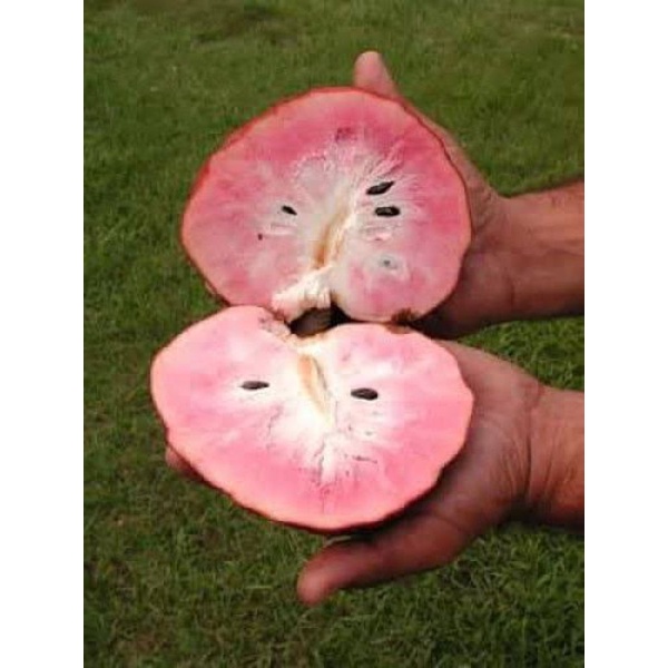 Bibit sirsak merah