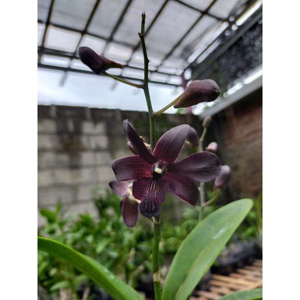 anggrek dendrobium jenoa po