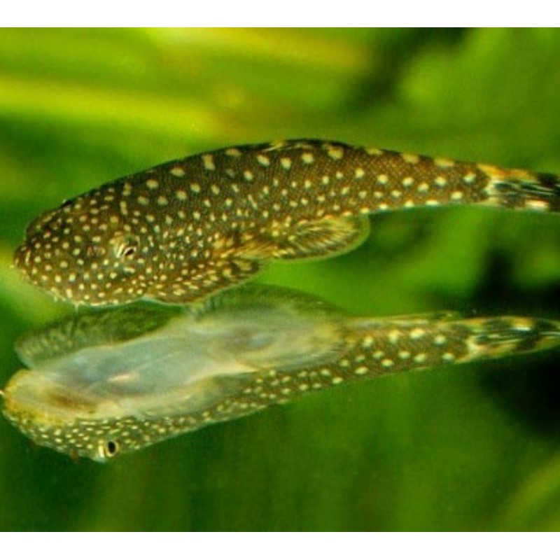 Ikan borneo sucker