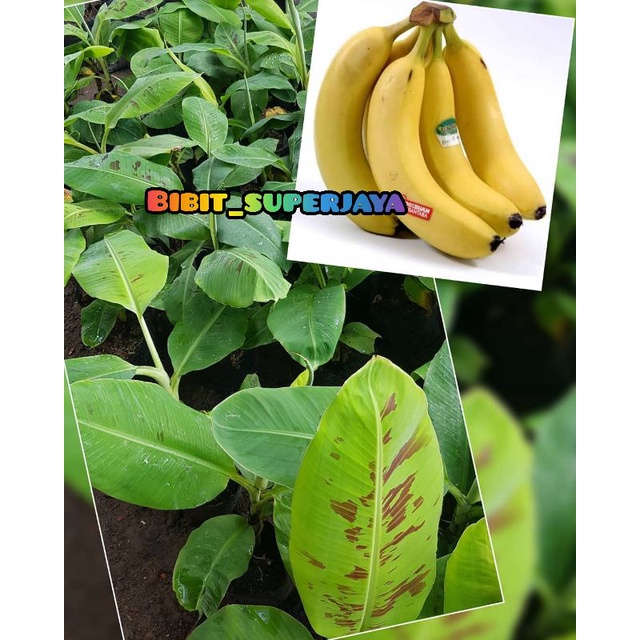 Bibit pisang cavendish