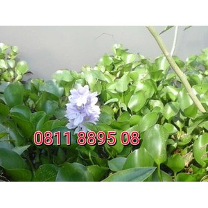 Tanaman Enceng Gondok